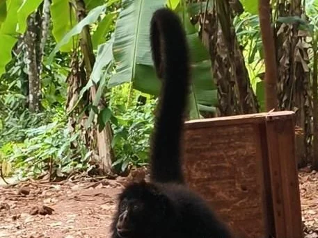 Polícia Militar Ambiental resgata macaco-aranha em situação de maus-tratos na zona rural de Alta Flo