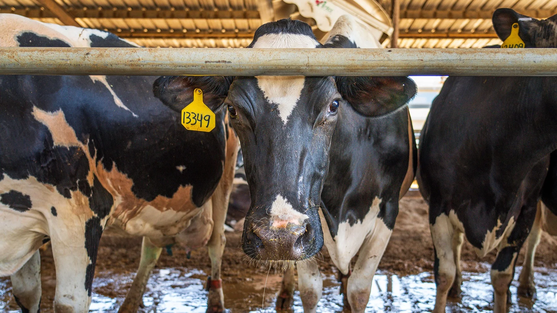 Saúde da vaca no período de transição influencia produtividade, consumo alimentar e desempenho na lactação