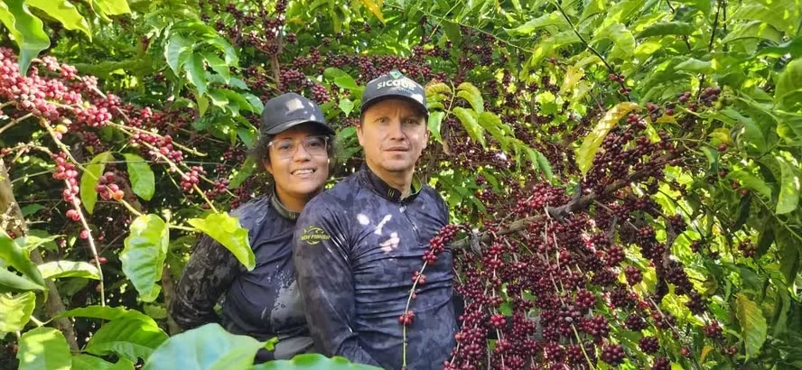 Café Robusta é cotado a R$ 1.035 por saca e mercado acompanha oscilações nacionais, em Cacoal, RO