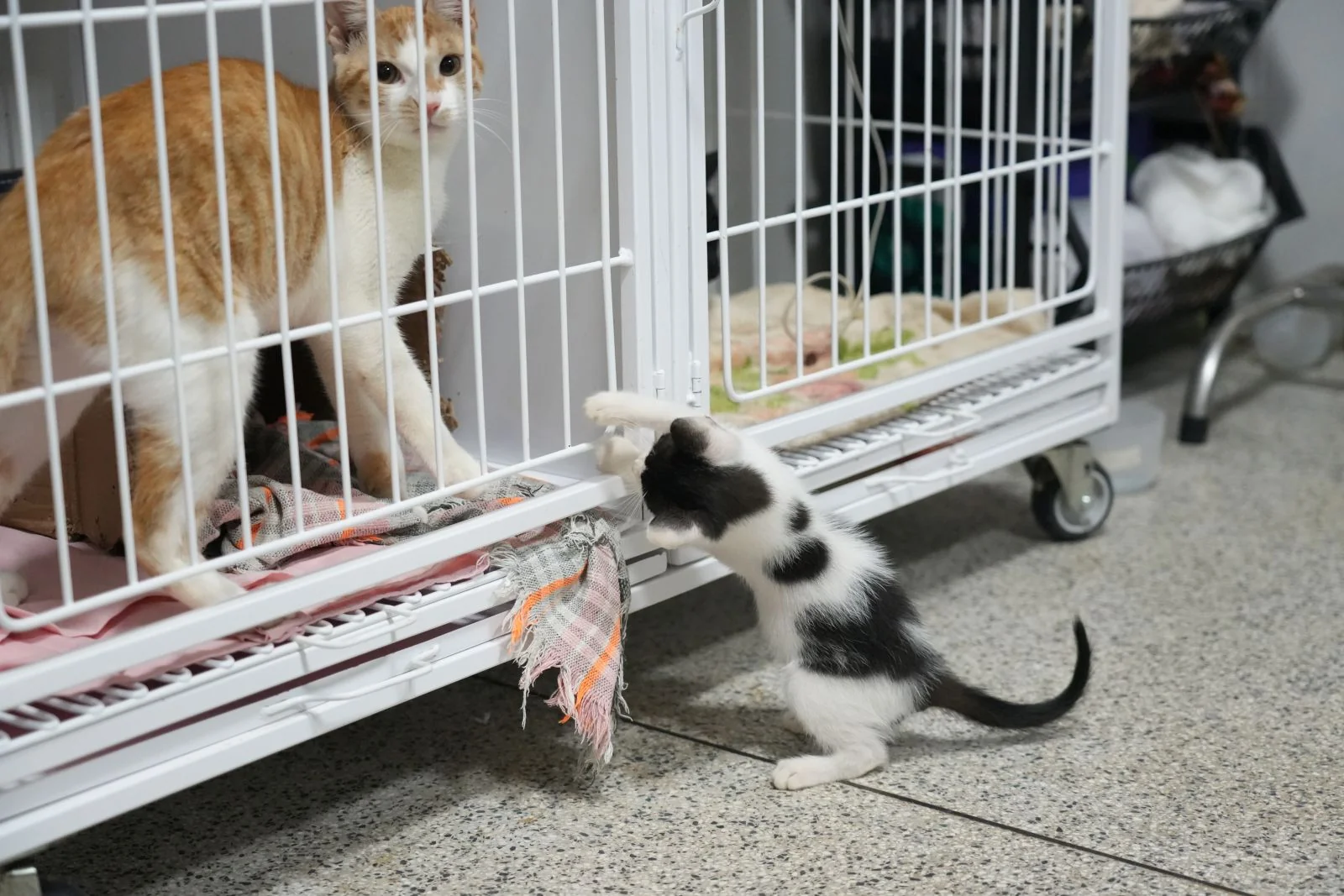 Credenciamento amplia rede de cuidado e proteção animal em Porto Velho