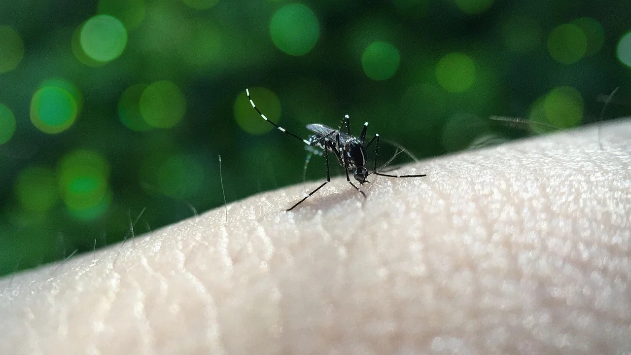 Prefeito de Alta Floresta d’Oeste é transferido para Ji-Paraná após diagnóstico de chikungunya