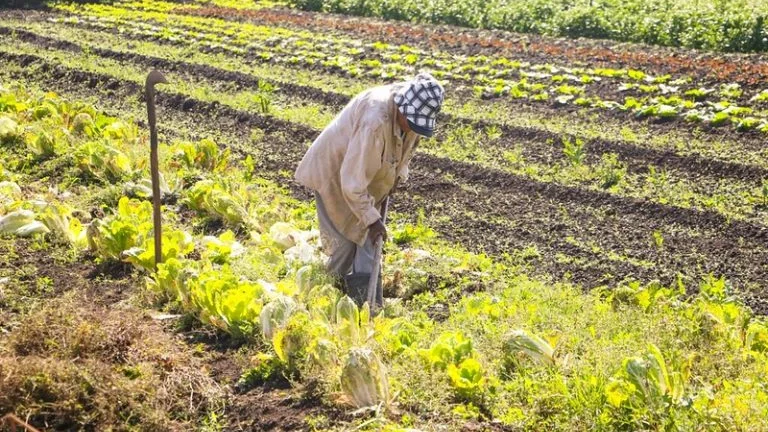 Medida provisória destina R$ 64,3 milhões para segurança alimentar e direitos dos povos indígenas