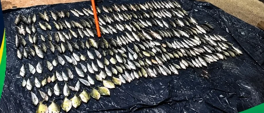 PM Ambiental apreende 41,8 kg de pescado do Rio Branco