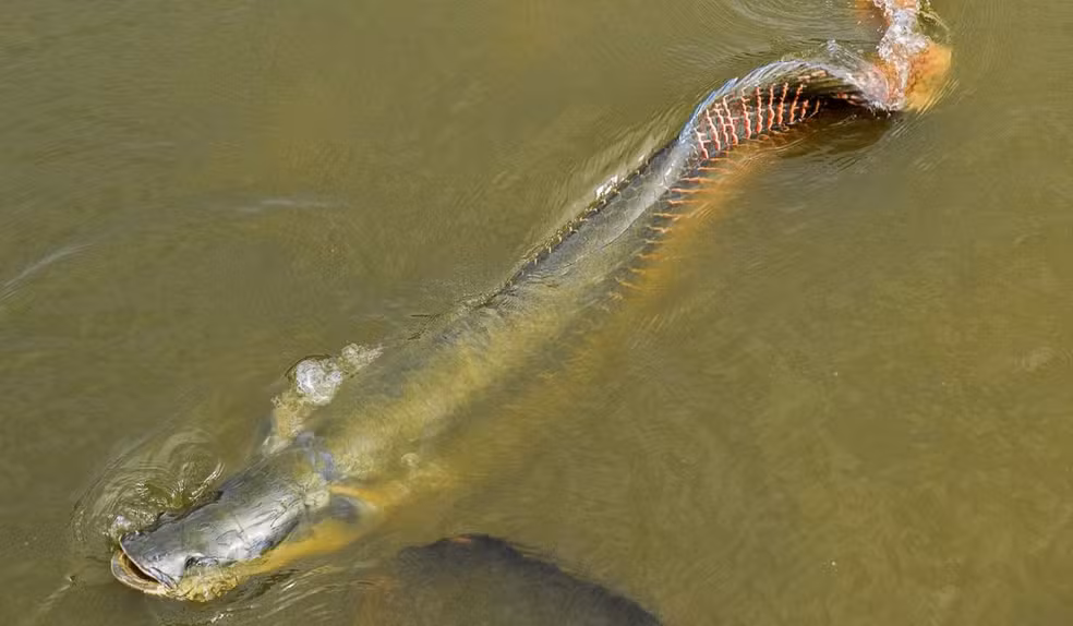 Mais de 18 toneladas de pirarucu invasor são retiradas de reserva em Costa Marques, RO