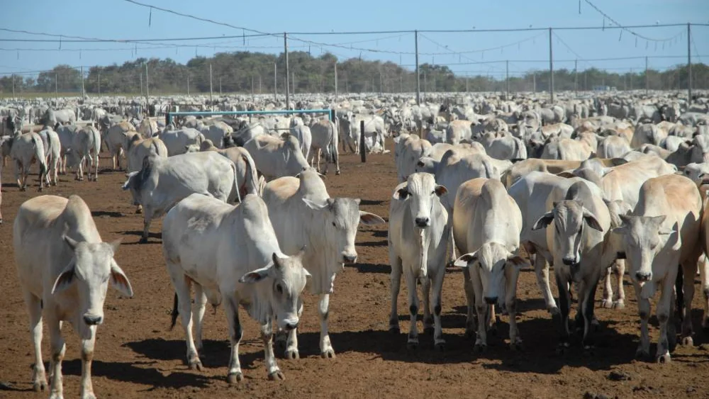 Após sequência de recordes, mercado do boi gordo perde força no início da semana