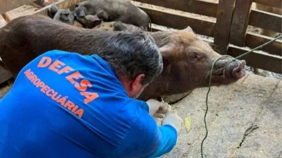 Com rebanho de 197 mil suínos, Rondônia reforça vigilância zoossanitária para ampliar mercados