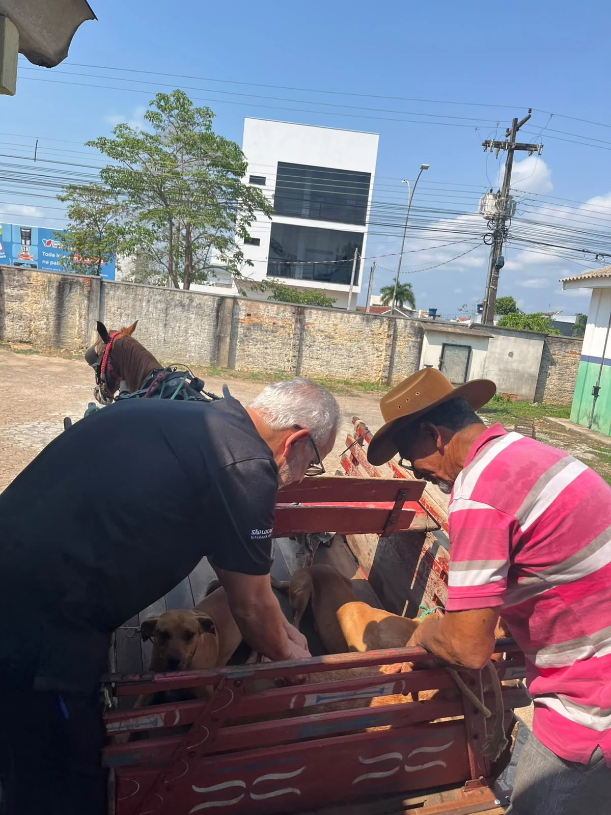 Prefeitura de Ji-Paraná vacina 7.918 cães e gatos contra a raiva no 1º distrito