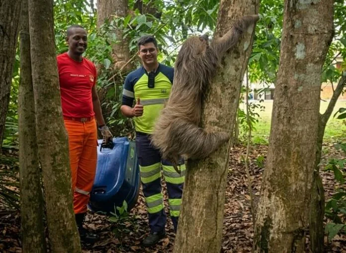 Preguiça resgatada à beira da morte na BR-364 se recupera e volta à natureza