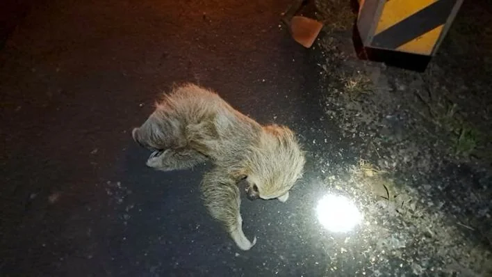Preguiça resgatada à beira da morte na BR-364 se recupera e volta à natureza