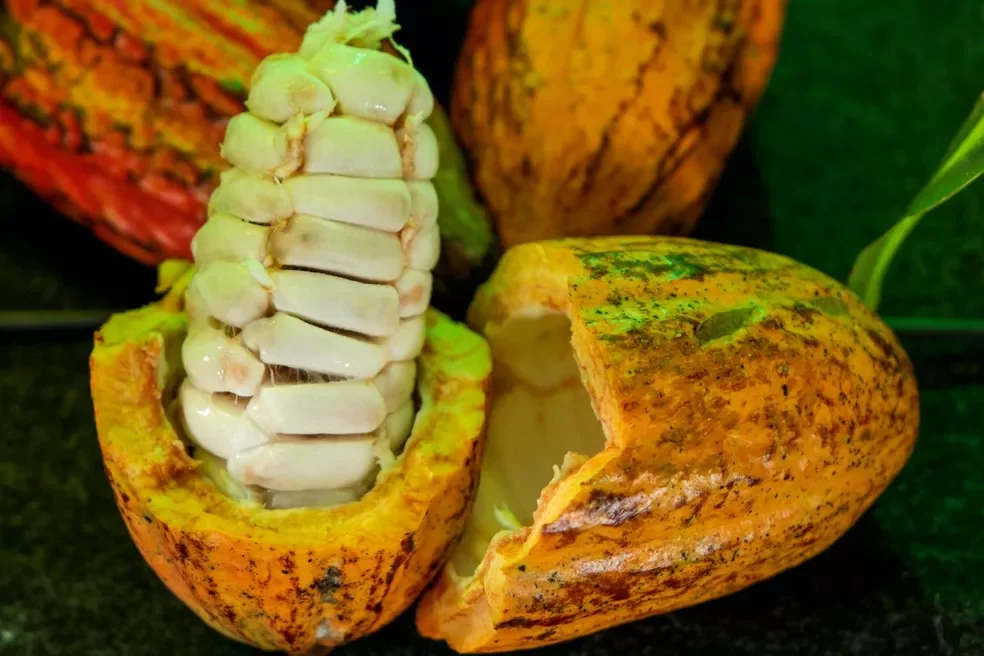 Rondônia tem seis produtores entre os 20 finalistas do Concurso Nacional de Cacau; veja quem são